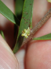 Amyema gaudichaudii