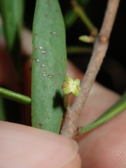 Amyema gaudichaudii