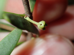 Amyema gaudichaudii