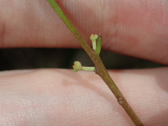 Amyema gaudichaudii