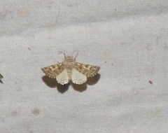 Saragossa siccanorum