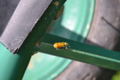 Trichodes octopunctatus