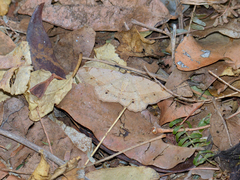 Chiasmia brongusaria