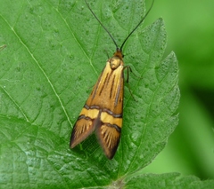 Nemophora degeerella