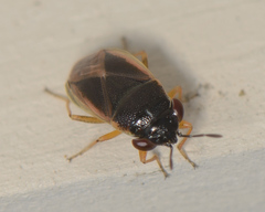 Geocoris uliginosus