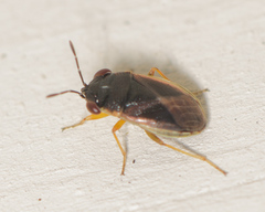 Geocoris uliginosus