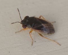 Geocoris uliginosus
