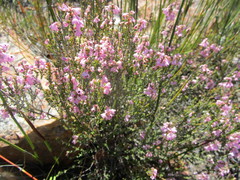 Erica melanthera