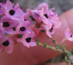 Erica melanthera
