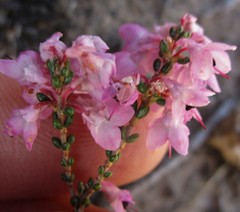 Erica melanthera