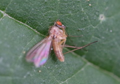 Xanthochlorus