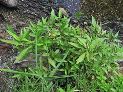 Persicaria robustior