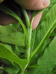 Persicaria robustior