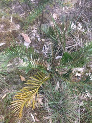 Macrozamia spiralis