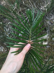 Macrozamia spiralis