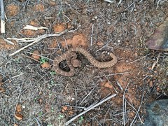 Crotalus ruber ruber