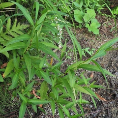 Persicaria robustior
