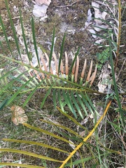 Macrozamia spiralis
