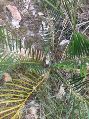 Macrozamia spiralis