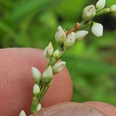 Persicaria robustior