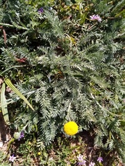 Lasiospermum pedunculare