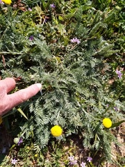 Lasiospermum pedunculare