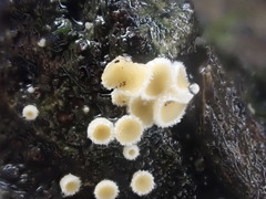 Lachnum lachnoderma