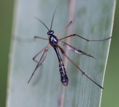 Ptychoptera contaminata