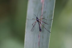 Ptychoptera contaminata