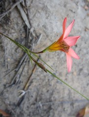 Romulea jugicola