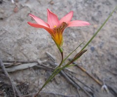 Romulea jugicola