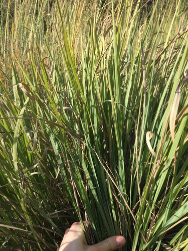 Image of Paspalum quadrifarium by (c) Thomas Mesaglio, some rights reserved (CC BY)