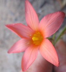 Romulea jugicola