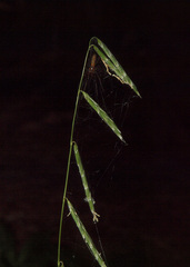 Pleuropogon refractus