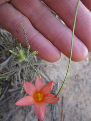 Romulea jugicola