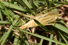 Oecanthus euryelytra