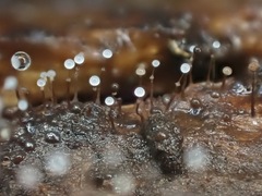 Clastoderma debaryanum