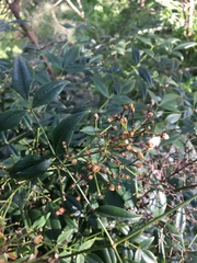 Nandina domestica