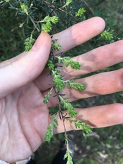 Kunzea ambigua