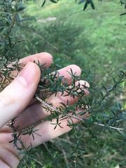 Kunzea ambigua