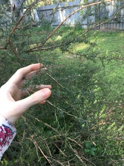 Kunzea ambigua