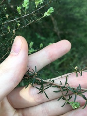 Kunzea ambigua