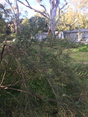 Kunzea ambigua