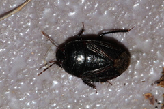 Macroscytus japonensis