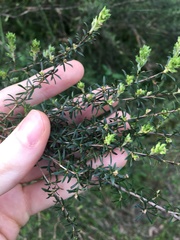 Kunzea ambigua