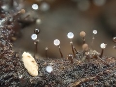 Clastoderma debaryanum