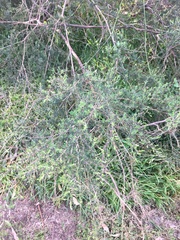 Kunzea ambigua