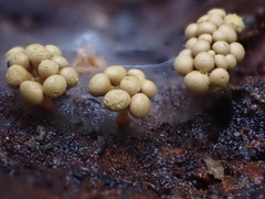 Oligonema verrucosum