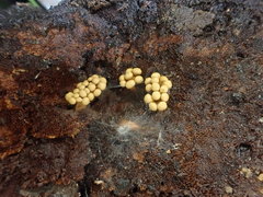 Oligonema verrucosum