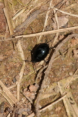 Phaedon brassicae
